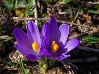 Zwei lila Krokusse ganz nahe